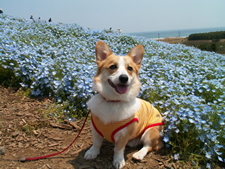 �y�b�g�̂��߂̃t�����[�G�b�Z���X�@�z�[���[�i�`�����������f�B�[�Y