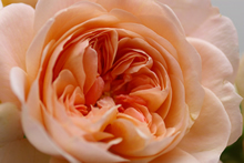 �����̂��߂̃I�[�_�[���C�h�P�A�@�z�[���[�i�`�����������f�B�[�Y